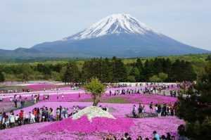 womenlifefuji matsuri festival