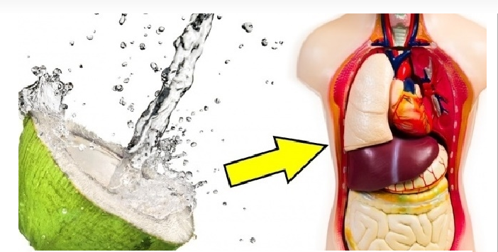 Những chuyển biến thần kì của sức khỏe con người nếu uống nước dừa mỗi ngày 11 Untitled 2