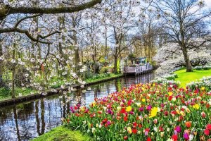 Anh 5 Lễ hội Keukenhof tại Hà Lan